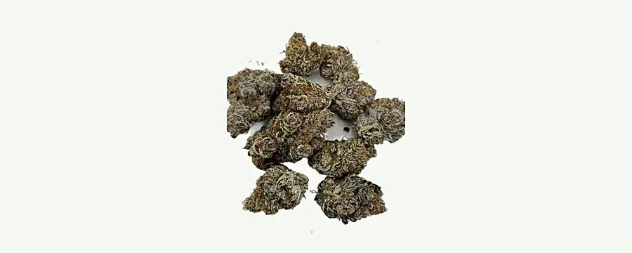 Jonny Burger dried flower buds