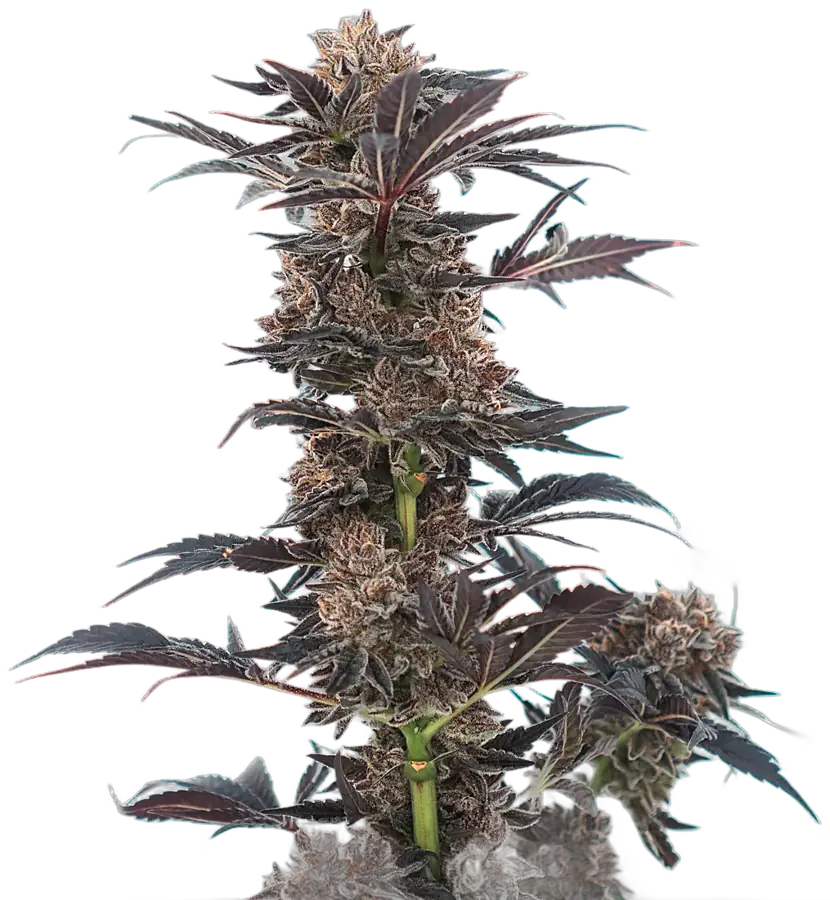 Flowering cannabis plant grown by CannJah