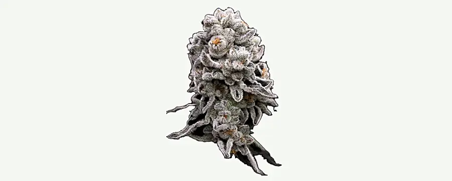 Premium Punch flower, close up