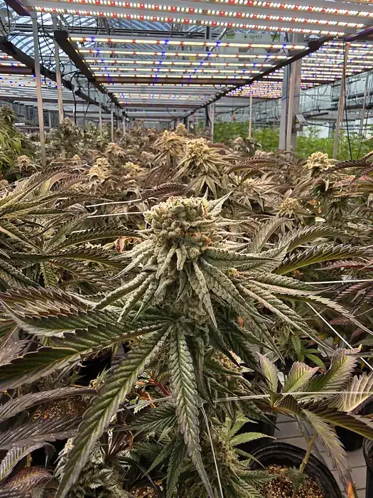 Flowering room at the CannJah facility in Barrie