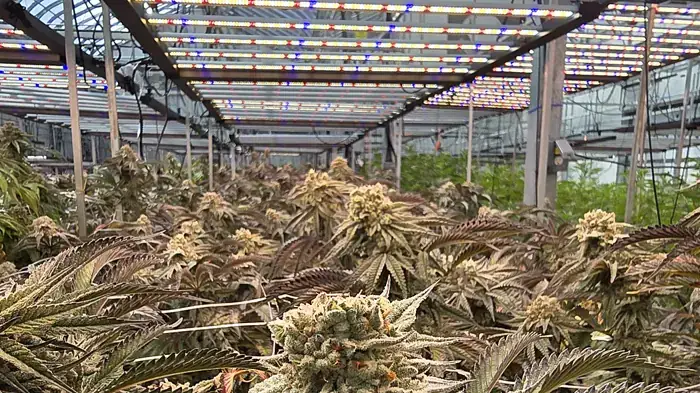 Flowering rooms at CannJah, available for contract growing