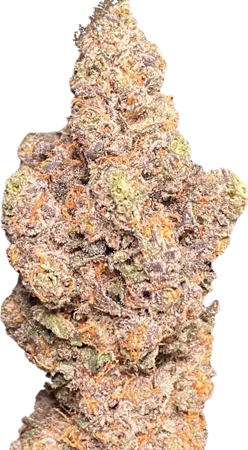 Ice Cream Cake bud, close up